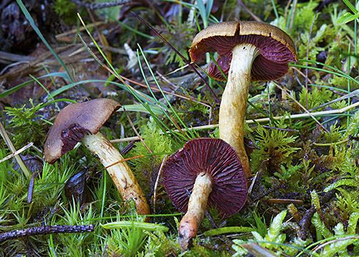 Cortinarius semisanguineus